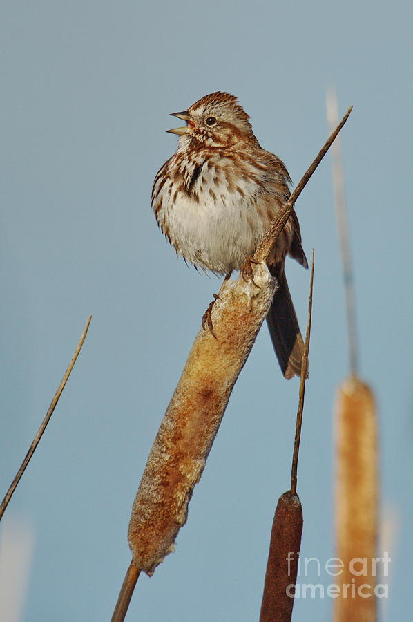 Bird Photograph -  Song Sparrow by Tom Cheatham