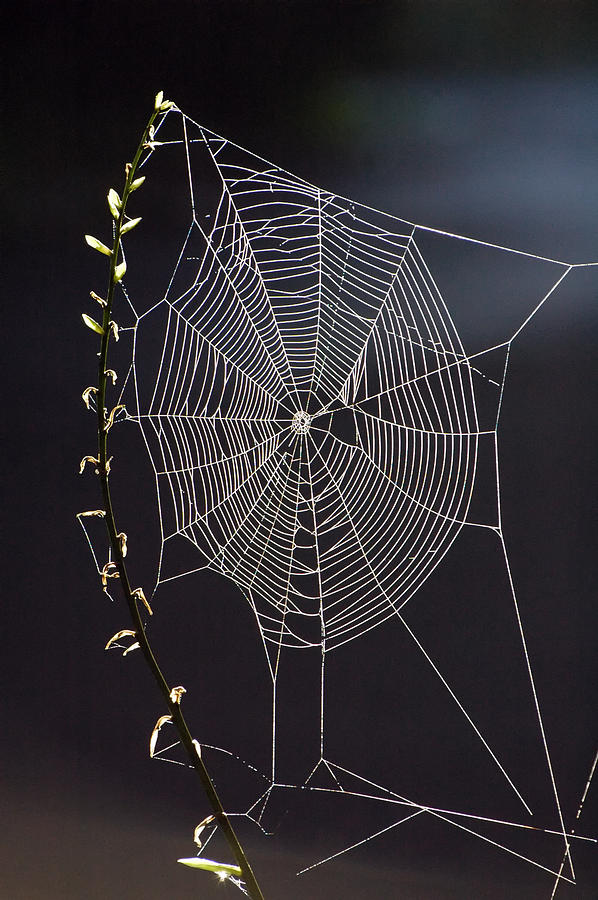  Spiders Artwork Photograph by Ross Powell