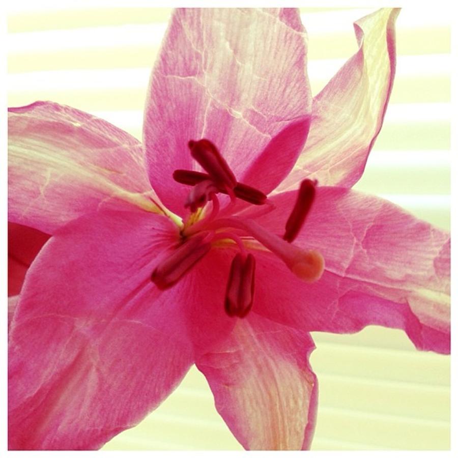 Spring Photograph - 🌺 #spring #pink #flowers by Shyann Lyssyj 