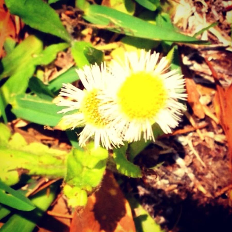 Summer Photograph - 🌻🌼 #spring #summer #sun #flower by Shyann Lyssyj 