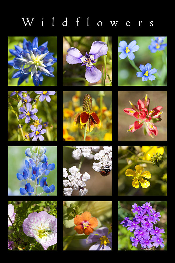  Spring Wildflowers Photograph by Stephen Anderson