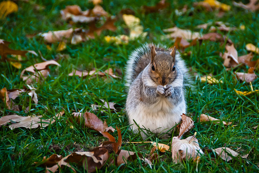 Squirrel Eating Nut On Colorful Green Grass And Brown Leaves Photograph