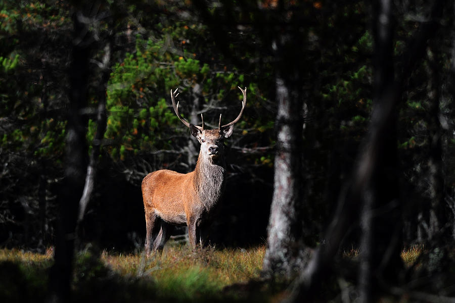  Stag In The Forest Photograph by Gavin Macrae