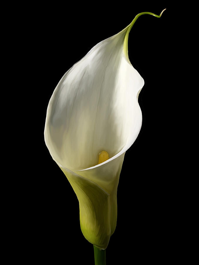 Lily Painting -  Stand alone by Darren Bassett
