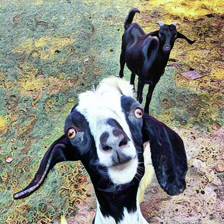 Nature Photograph - 😂 Still Love This One #goat by Kazan Durante