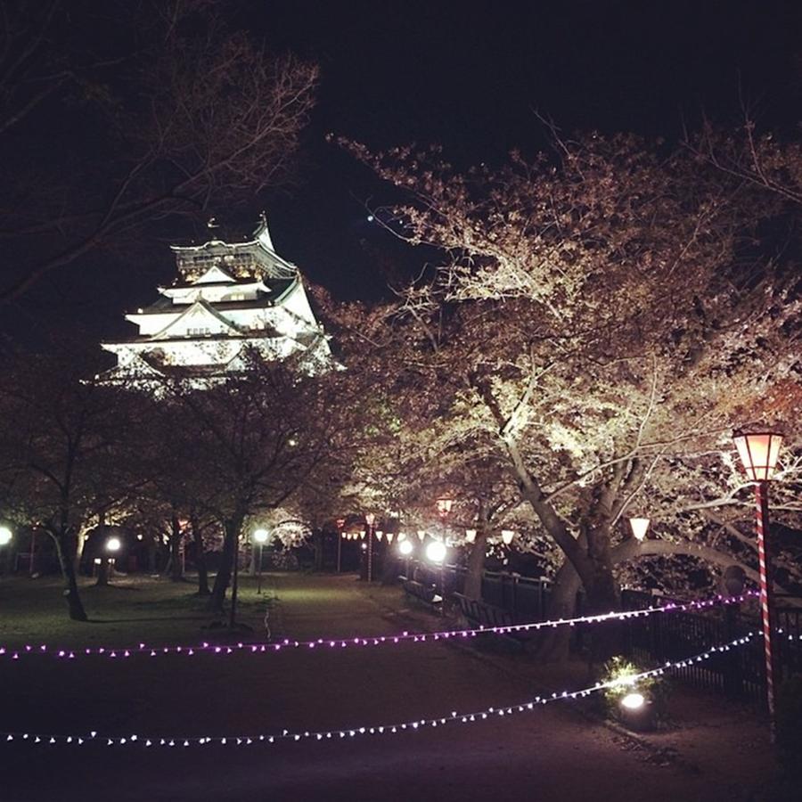 初投稿は夜桜(´∀｀) Photograph by Suguru Murakami