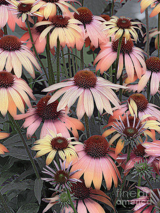 Flower Photograph -  Summer Coneflowers by Marcia Lee Jones