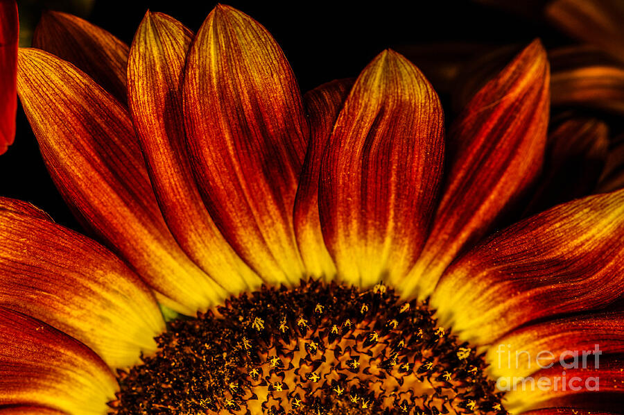  Sun Rise Sunflower Photograph by Gerald Kloss