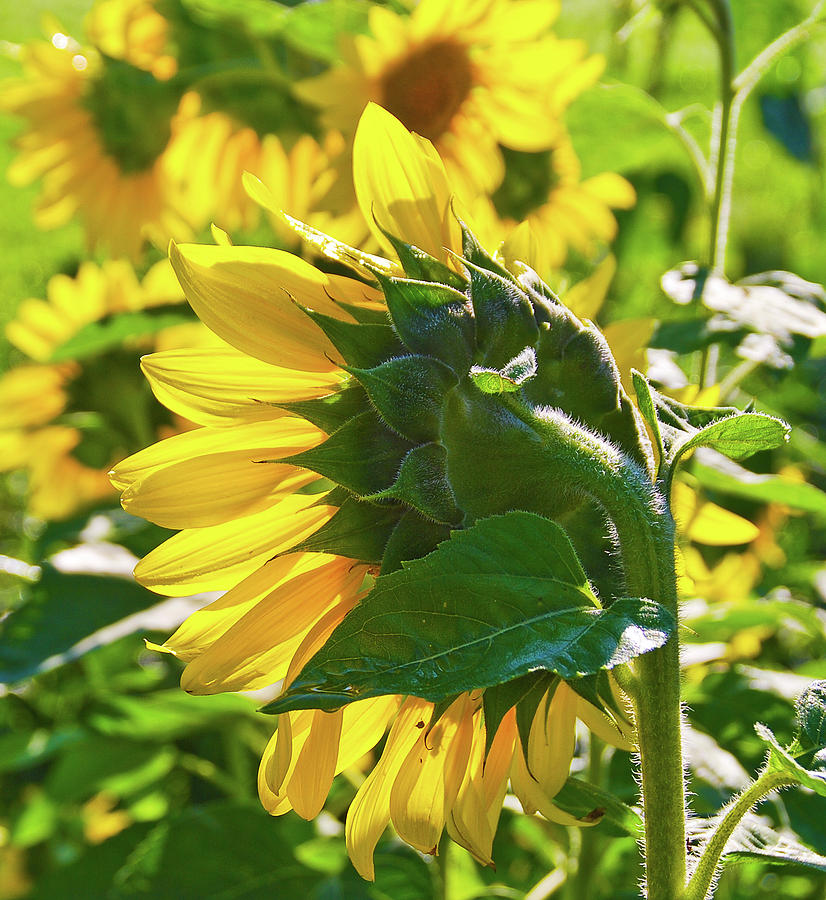 Garden Photograph -  Sunflower 7249a by Guy Whiteley
