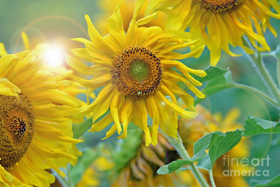  Sunflower Photograph by Lila Fisher-Wenzel