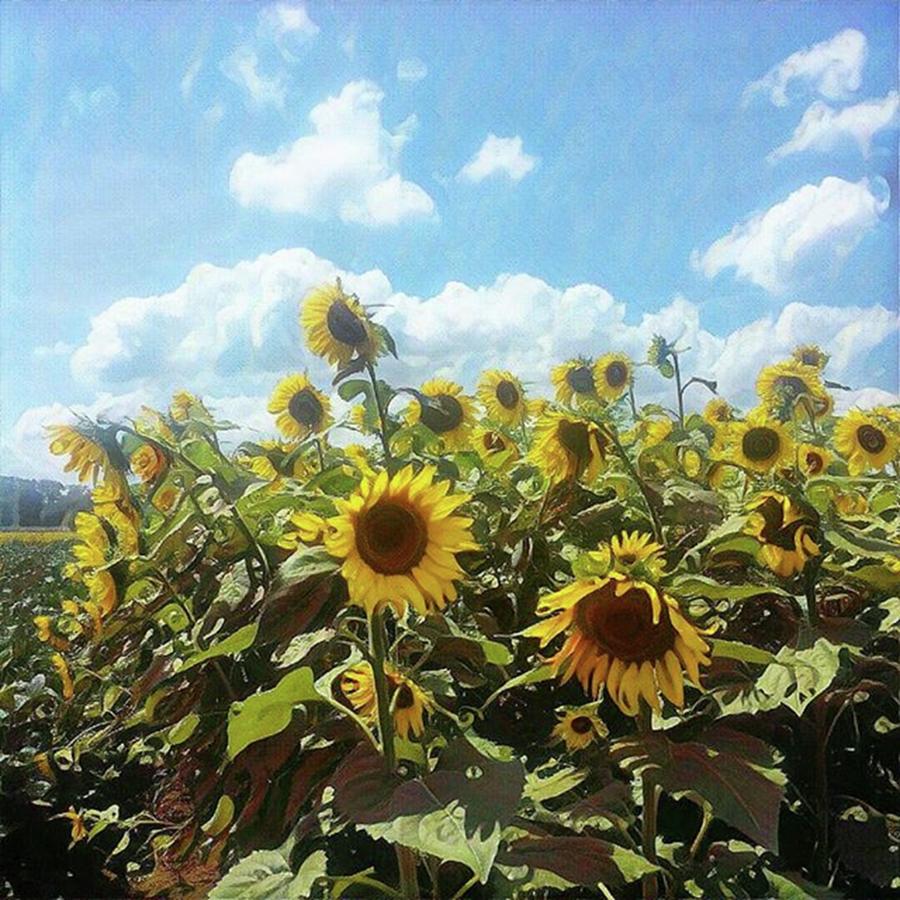 Summer Photograph - 🌻 #sunflowers #flowers by Kazan Durante