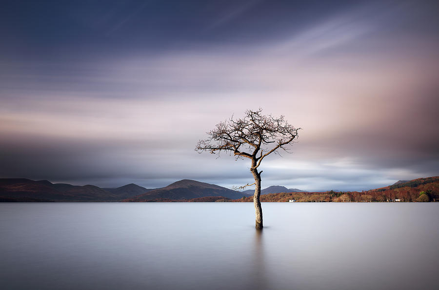  Sunlit Tree Photograph by Grant Glendinning