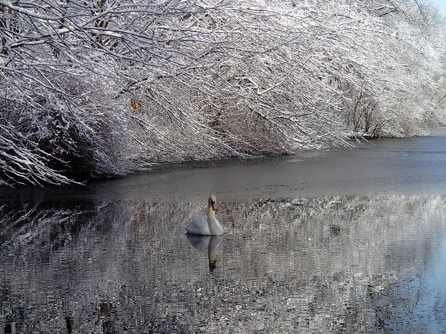  Swan in Winter Photograph by Robert Nickologianis