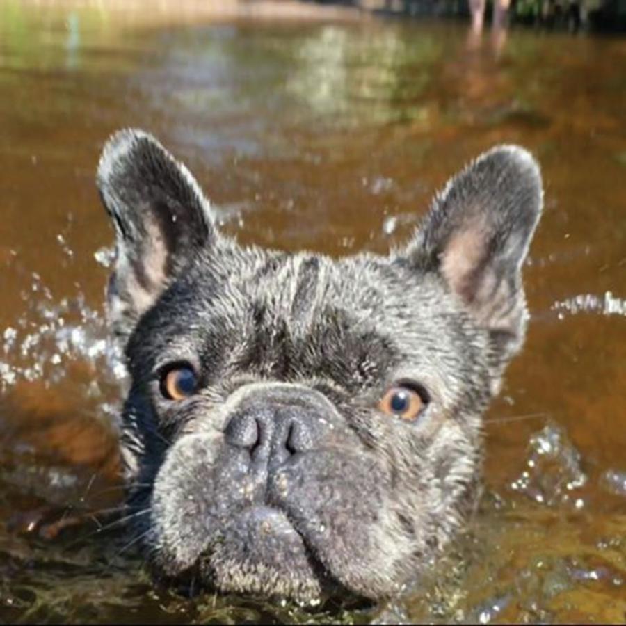 Summer Photograph - 🏊🏼 Swimming 😍 #swimming #lake by Buddy The Blue Frenchie