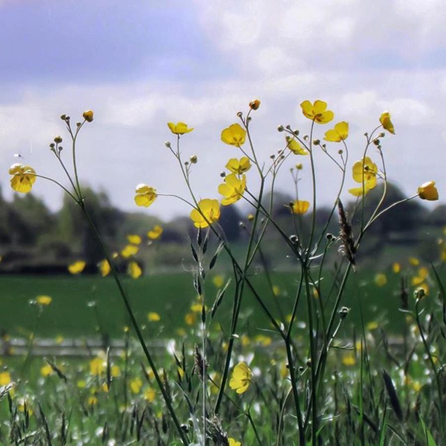 Nature Photograph - ~ T H E  M E A D O W ~ .
empty Meadow by Emilia B