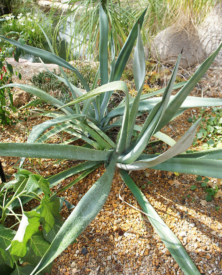 tequila-plant-photograph-by-art-spectrum