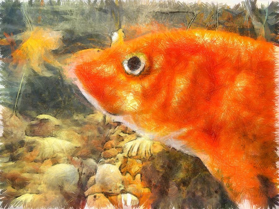 Goldfish Photograph -  That large eye by Ashish Agarwal