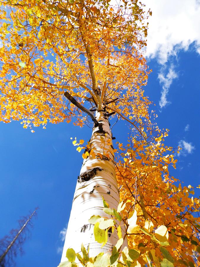 Tree Photograph -  The Aspen Crown dixie National Forest Utah by Deborah Moen