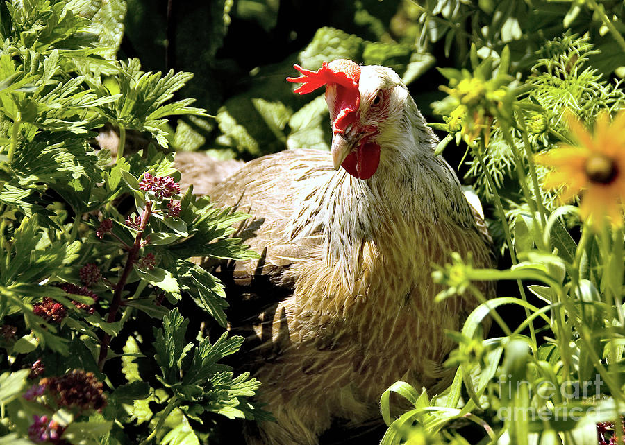  The Garden Rooster Photograph by Elaine Manley