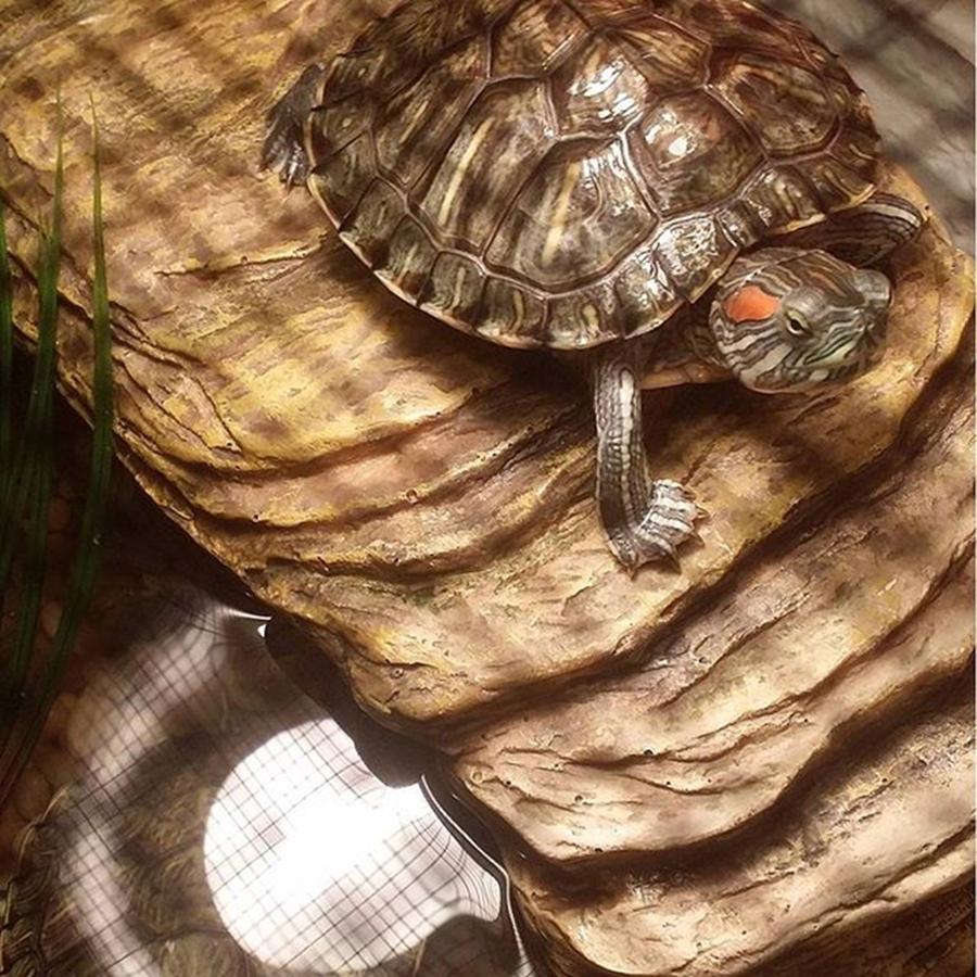 Turtle Photograph - 💚 This Is Kalahari Aka myrtle by Elysha Perry