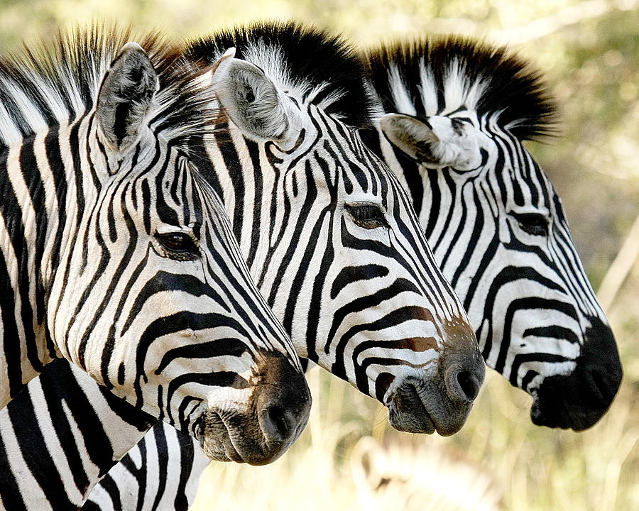 Zebra Photograph -  Three Zebras by Tom Cheatham