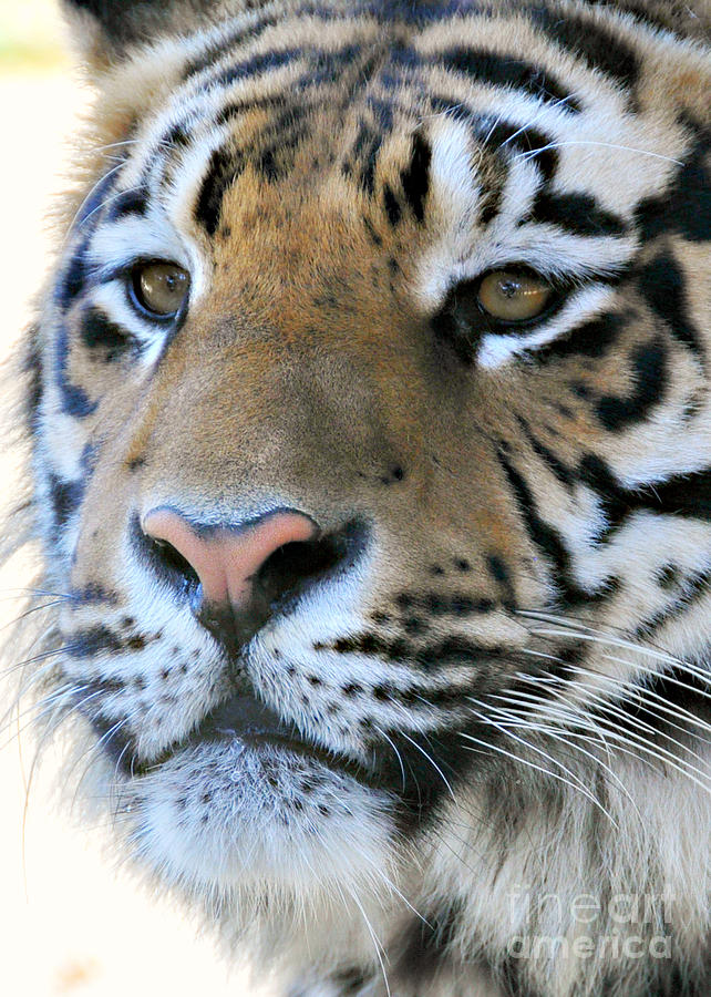  Tiger portrait  Photograph by Mindy Bench