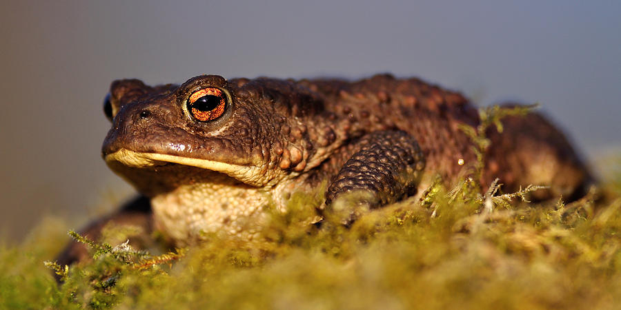  Toad Photograph by Macrae Images