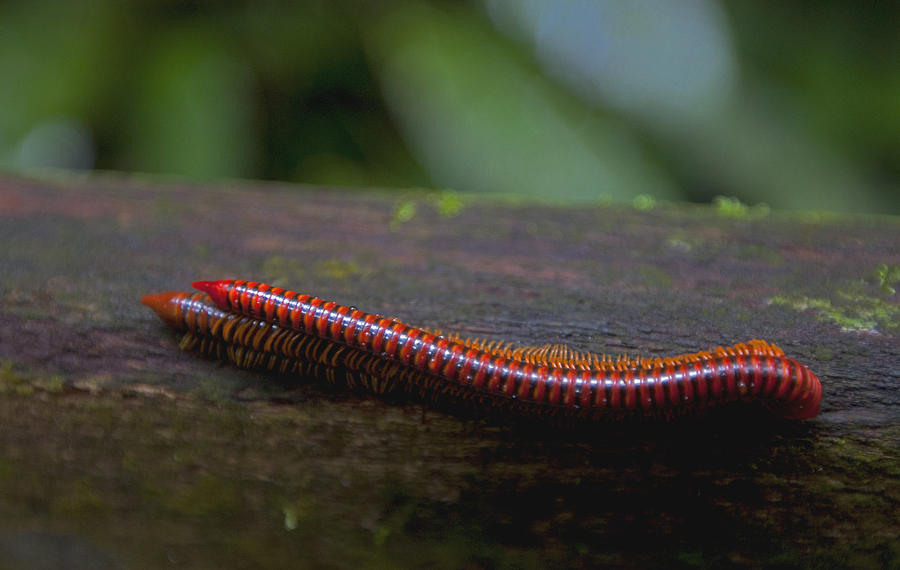 Millipedes Photograph -  Trachelomegalus millipedes by Jamie Cain