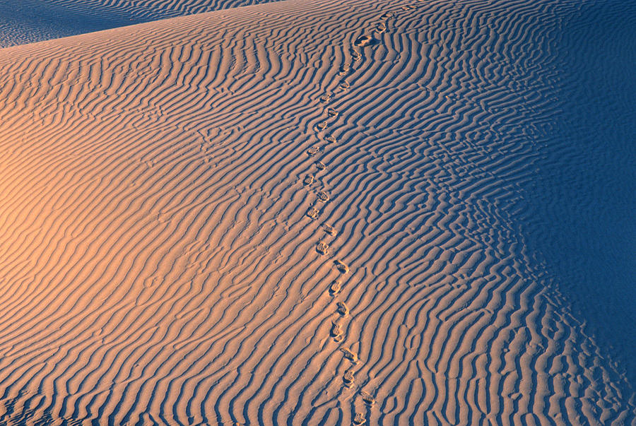  Tracks at First Light in Death Valley Photograph by Sandra Bronstein