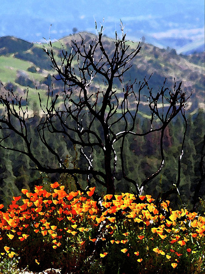Flower Photograph -  Tree And Poppies by Gary Brandes