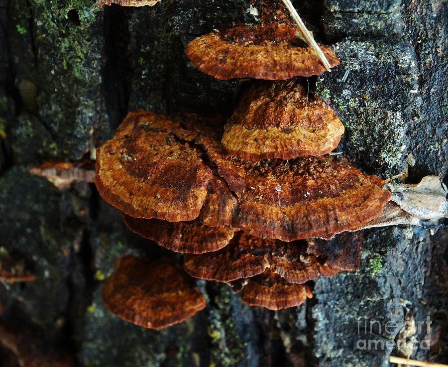  Tree Fungi Shui Photograph by J L Zarek