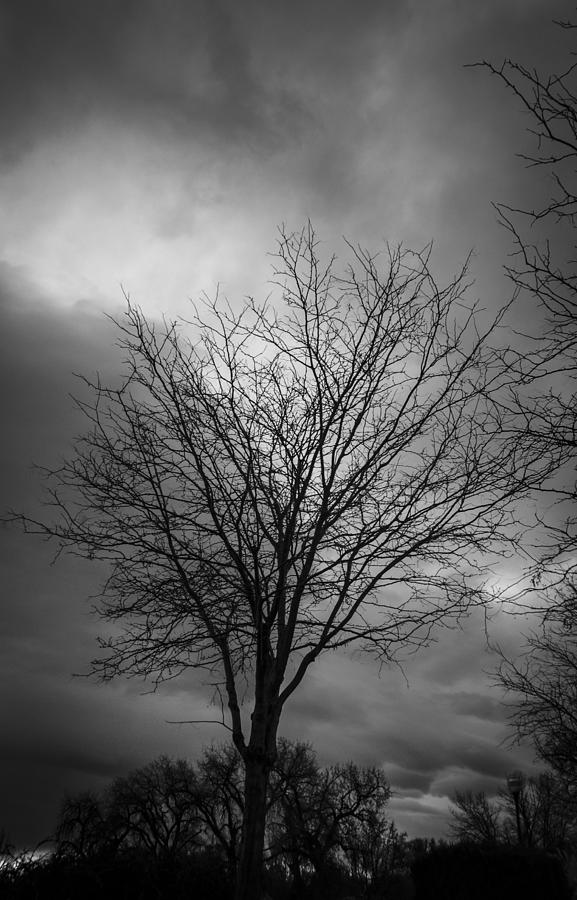  Tree in Black Photograph by Rae Ann  M Garrett