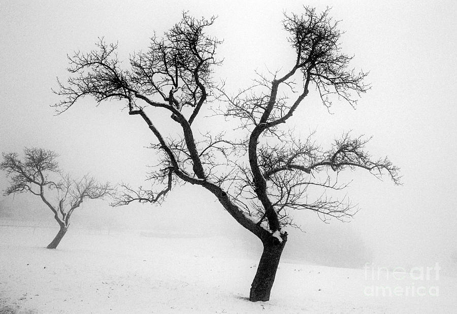Winter Photograph -  Tree In The Snow by Ilan Amihai