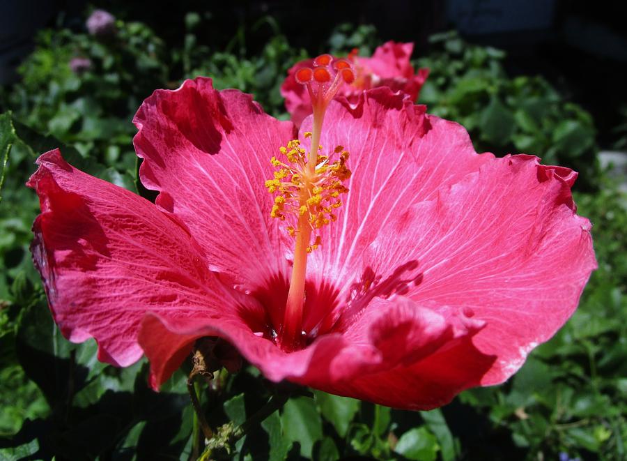 Tuesday's Hibiscus Flower Photograph by Trudy Brodkin Storace