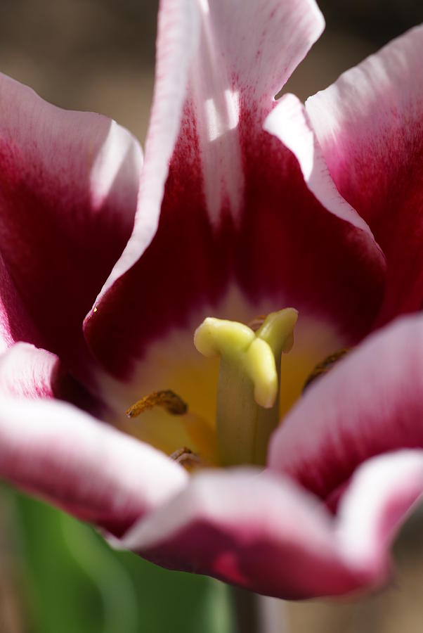 Flower Photograph -  Tulip by Patricia M Shanahan