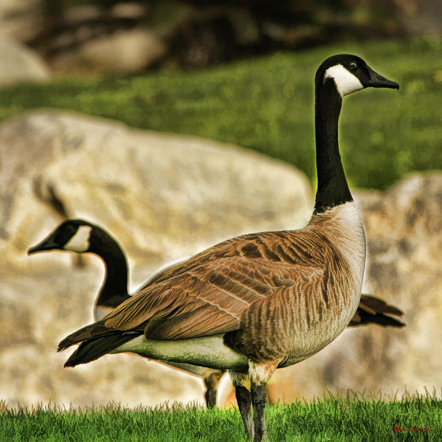  Two Geese Photograph by Blake Richards