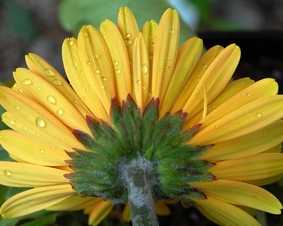 Water drops on Gerbera Daisy Photograph by Amy Fose