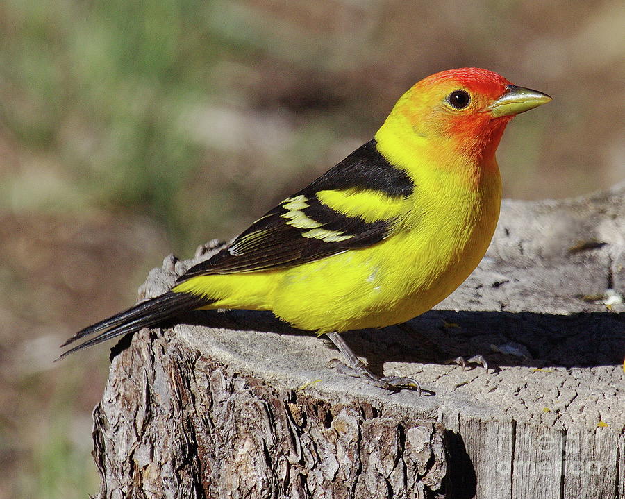 Western Tanager Photograph by Tom Cheatham
