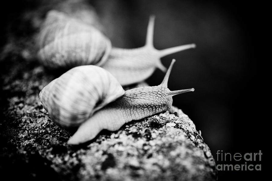  Where we will go? snail escargot Artmif Photograph by Raimond Klavins