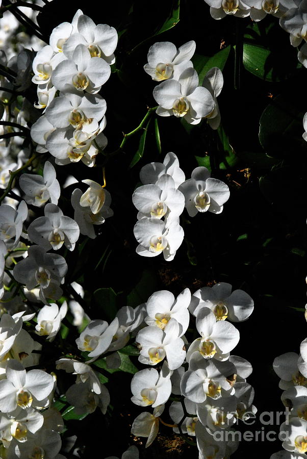  White Clusters - Taiwanese Orchids at Longwood Photograph by Jacqueline M Lewis