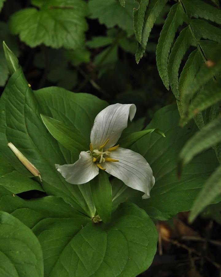  White Curling Trillium Photograph by Charles Lucas
