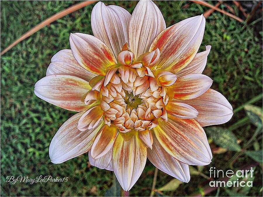  White  Dahlia   Photograph by MaryLee Parker