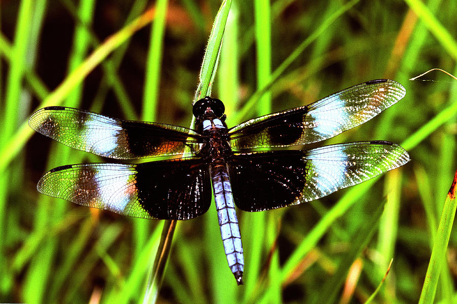  Widow Skimmer Dragonfly Photograph by Alan Lenk