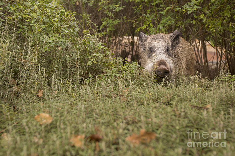  wild boar Sus scrofa Photograph by Alon Meir