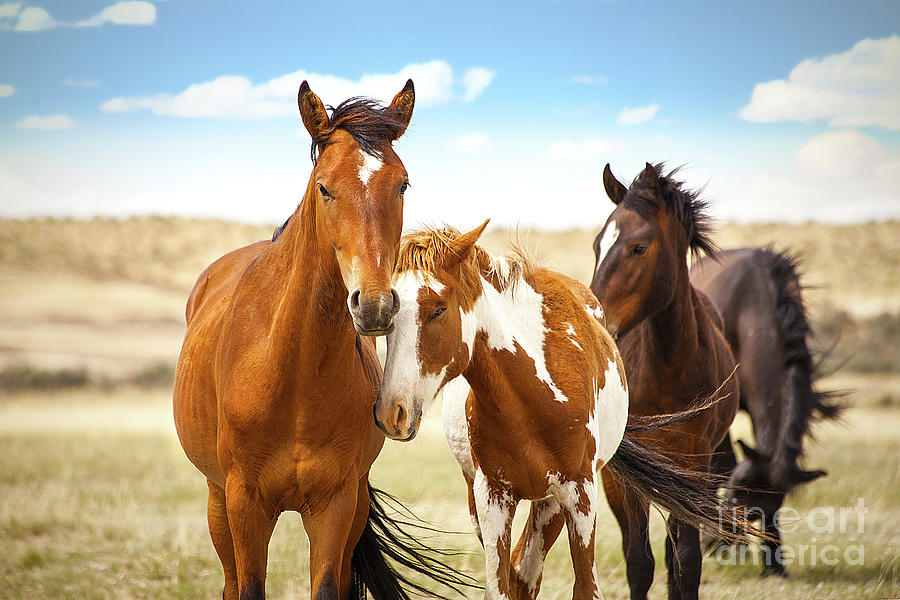  Wild Herd of Mustang Horses Photograph by Jerry Cowart