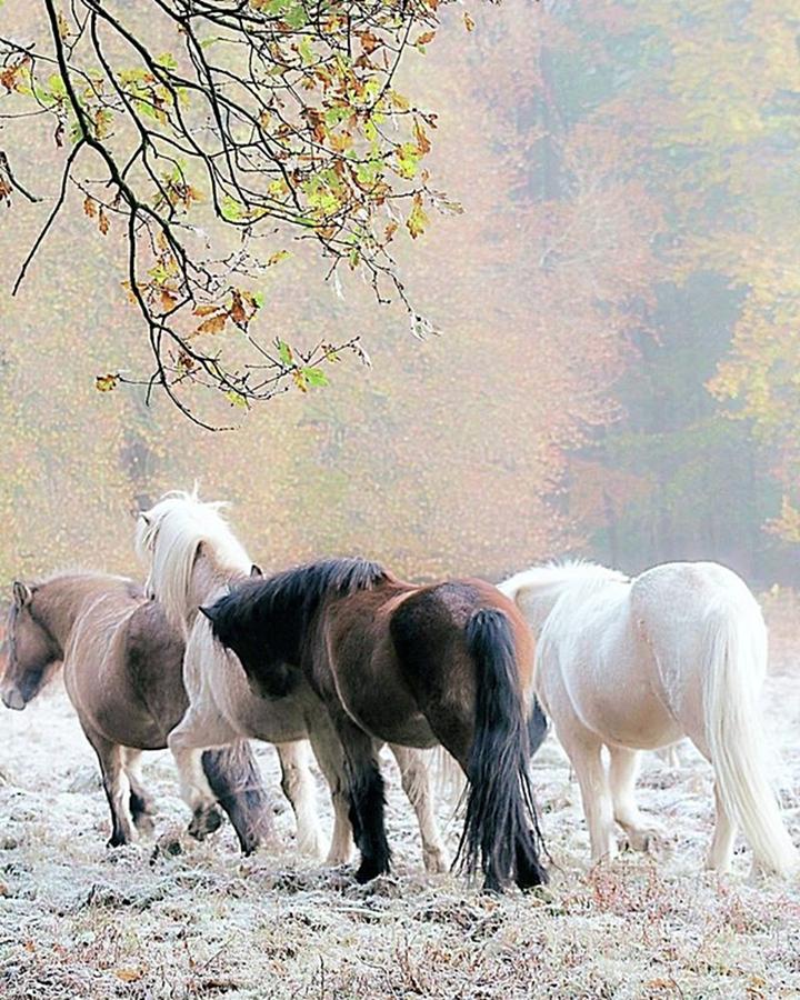 ~ Wild Horses Photograph by Karen Heslinga