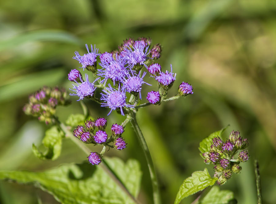 Flower Photograph -  Wild Lavender Ageratum Wildflowers by Kathy Clark