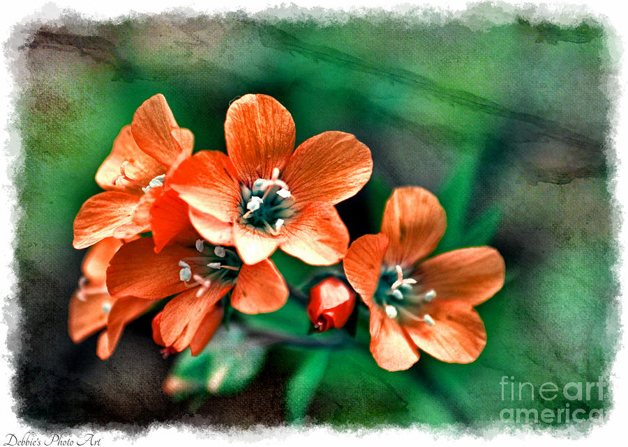 Wildflowers 5 -  Polemonium reptans  - Digital Paint 3 Photograph by Debbie Portwood