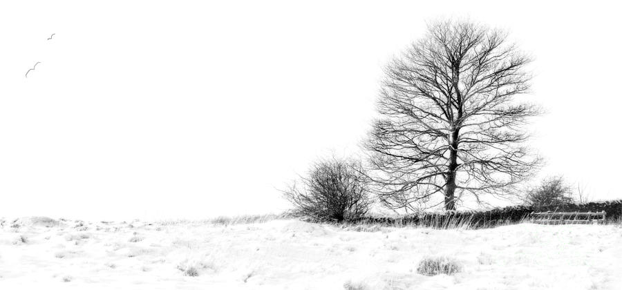  Winters Grip At Bradgate Park Photograph by Linsey Williams
