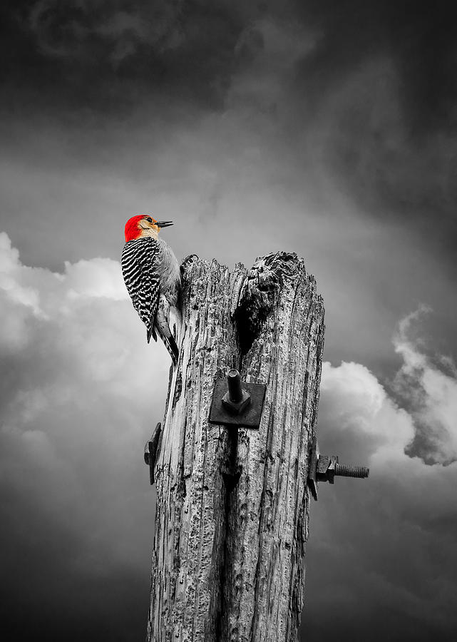  Woodpecker Photograph by Doug Long